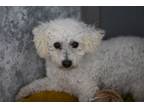Adopt Kasper a Bichon Frise