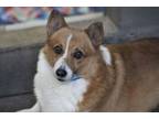 Adopt Wiggles a Cardigan Welsh Corgi