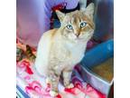 Adopt Blue a Siamese, Domestic Short Hair