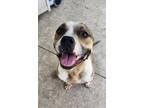 Adopt Stubby a Staffordshire Bull Terrier, Mixed Breed