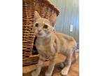 Adopt Gus a Domestic Short Hair