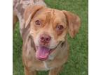 Adopt Dax a Beagle