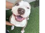 Adopt Rafiki a Catahoula Leopard Dog