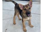 Adopt Elrod a German Shepherd Dog, Spaniel