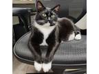 Adopt Spencer a Domestic Short Hair