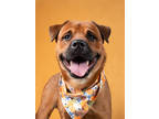 Adopt Atticus a Akita, Mixed Breed