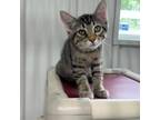 Adopt Mt. Dew a Domestic Short Hair