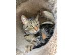 Adopt Buddy* a Domestic Short Hair
