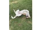 Adopt Noodle Jack - fostered in Lincoln NE a Hound, Great Pyrenees