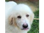 Adopt Martin (HW-) a Great Pyrenees, Mixed Breed