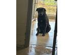 Adopt Buckley a Labrador Retriever