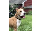 Adopt TODD a Pit Bull Terrier
