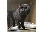 Adopt MR. SMOOTH a Domestic Short Hair
