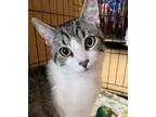 Adopt Clark Kent a Domestic Short Hair, Manx