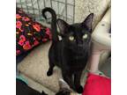 Adopt Rocket a Domestic Short Hair