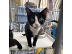 Adopt Groot a Domestic Short Hair