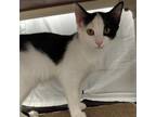 Adopt Drax a Domestic Short Hair