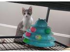 Adopt Comanche a Tabby, Domestic Short Hair