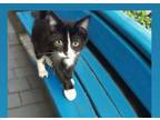 Adopt Socks a American Shorthair