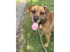 Adopt Pluto a Labrador Retriever