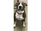 Adopt Oswald a Pit Bull Terrier, Mixed Breed