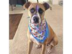 Adopt Beansprout a Boxer, Terrier