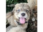 Adopt Hermes, Skylos Litter DFW a Anatolian Shepherd, Great Pyrenees
