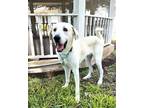 Adopt Jelly Roll SAT a Akbash, Great Pyrenees