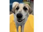 Adopt Maverick a Anatolian Shepherd, Mixed Breed