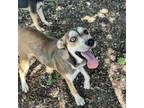 Adopt Big Foot a Hound, Husky
