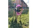 Adopt Ripley a German Shepherd Dog