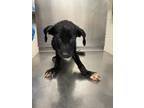 Adopt Hugh a German Shepherd Dog, Mixed Breed