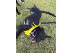 Adopt Squishums a German Shepherd Dog, Mixed Breed