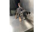 Adopt Amor a German Shepherd Dog, Mixed Breed