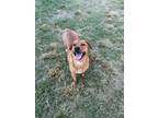 Adopt Lord Byron a Nova Scotia Duck Tolling Retriever, Basset Hound
