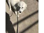 Adopt Striker a Great Pyrenees