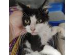 Adopt Jeeves a Domestic Medium Hair
