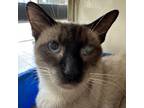 Adopt Emperor Meowten a Siamese