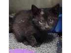Adopt Pepper a Domestic Short Hair
