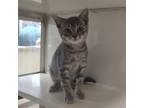 Adopt Tarzan a Domestic Short Hair