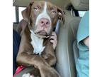 Adopt Pickles a Pit Bull Terrier