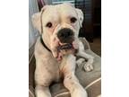 Adopt Guido a Boxer