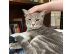 Adopt Zim a Domestic Short Hair