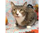 Adopt Timber a Domestic Short Hair