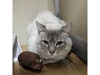 Adopt Sooty a Domestic Short Hair, Siamese
