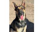 Adopt Dude a German Shepherd Dog