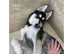Adopt Zeus a Siberian Husky
