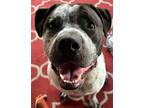 Adopt Boney a Pit Bull Terrier, Pointer