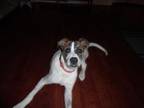 Adopt Bernie a Boxer
