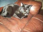 Adopt Coal a Domestic Short Hair